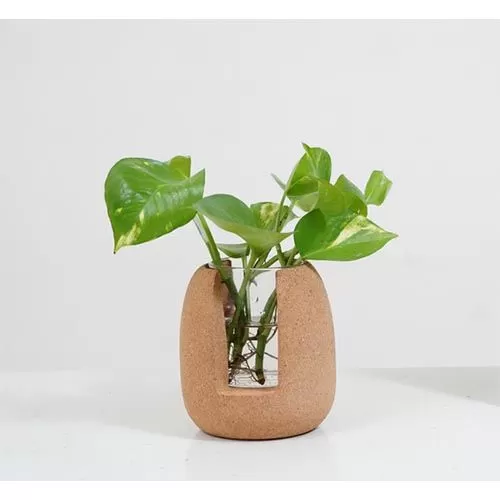 CORK OVAL TEST TUBE PLANTER 9C23202