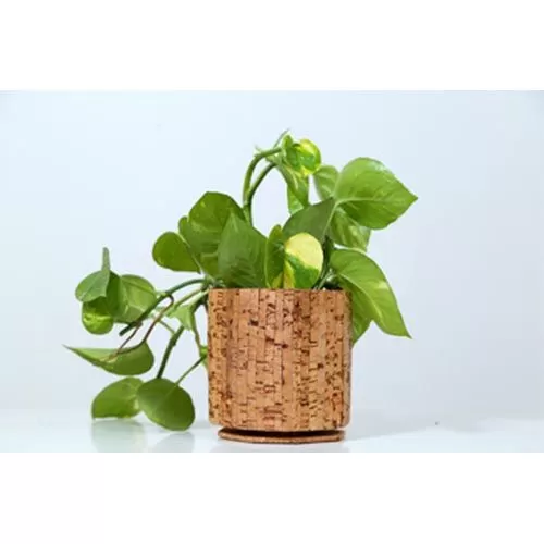 CORK TABLE TOP PLANTERS ROUND PLANTER LINEA 9C23308