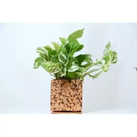 CORK TABLE TOP PLANTERS CHOCOCHIP PLANTER 9C23306